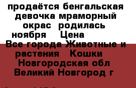 продаётся бенгальская девочка(мраморный окрас).родилась 5ноября, › Цена ­ 8 000 - Все города Животные и растения » Кошки   . Новгородская обл.,Великий Новгород г.